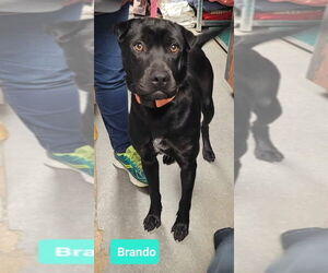 Chinese Shar-Pei-Labrador Retriever Mix Dogs for adoption in Richmond, IN, USA