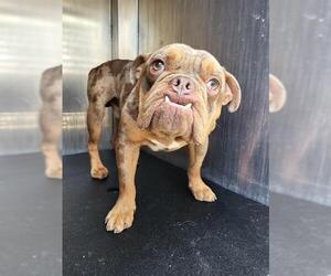American Bulldog Dogs for adoption in San Antonio, TX, USA