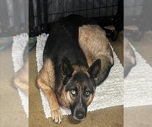 Mutt Dogs for adoption in Riverside, CA, USA