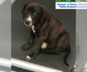 Mutt Dogs for adoption in Sheboygan, WI, USA
