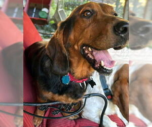 Medium Photo #2 Bagle Hound Puppy For Sale in Deepwater, NJ, USA