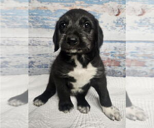 Labrador Retriever-Unknown Mix Dogs for adoption in Lakewood, CO, USA