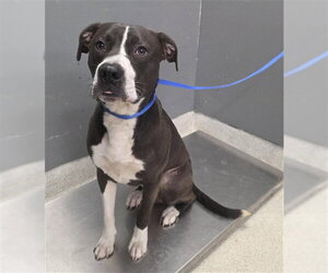 American Staffordshire Terrier-Unknown Mix Dogs for adoption in Tallahassee, FL, USA