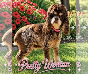 Cocker Spaniel Dogs for adoption in Bon Carbo, CO, USA