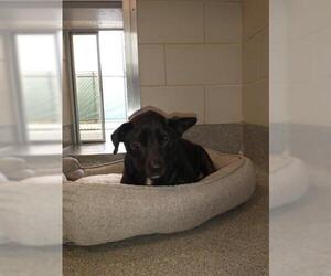 Cardigan Welsh Corgi Dogs for adoption in Waterford, VA, USA