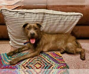 Unknown-Wheaten Terrier Mix Dogs for adoption in Fort Lauderdale, FL, USA