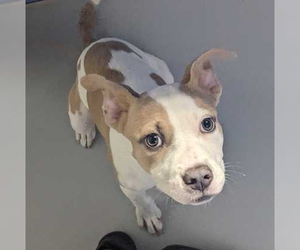 American Pit Bull Terrier-Unknown Mix Dogs for adoption in Andover, MN, USA