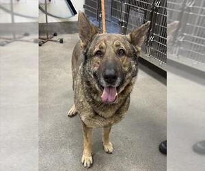 German Shepherd Dog-Unknown Mix Dogs for adoption in Forestville, MD, USA