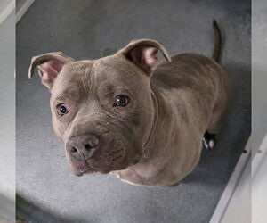 American Bulldog-Unknown Mix Dogs for adoption in Glen Allen, VA, USA