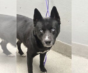 Siberian Husky-Unknown Mix Dogs for adoption in Las Vegas, NV, USA