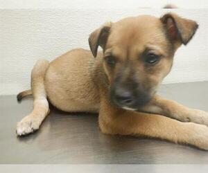 German Shepherd Dog-Unknown Mix Dogs for adoption in Oroville, CA, USA