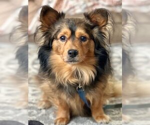 Spaniel-Unknown Mix Dogs for adoption in Boonton, NJ, USA