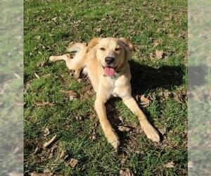 Golden Retriever-Unknown Mix Dogs for adoption in Concord, NC, USA