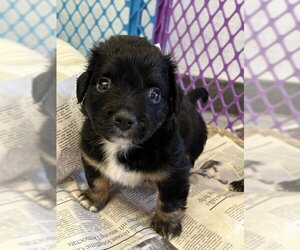 Colonial Cocker Spaniel-Unknown Mix Dogs for adoption in Agoura Hills, CA, USA