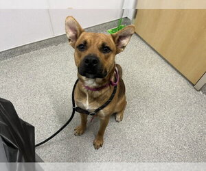 German Shepherd Dog-Unknown Mix Dogs for adoption in Fort Collins, CO, USA