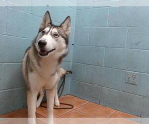 Siberian Husky Dogs for adoption in Downey, CA, USA