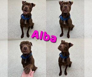 American Pit Bull Terrier-Unknown Mix Dogs for adoption in Saginaw, MI, USA