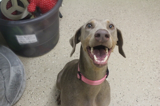 Doberman Pinscher Dogs for adoption in York, SC, USA
