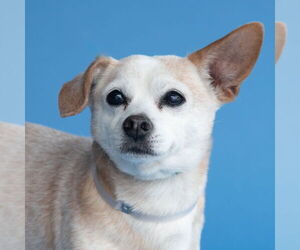 Chihuahua Dogs for adoption in Pasadena, CA, USA