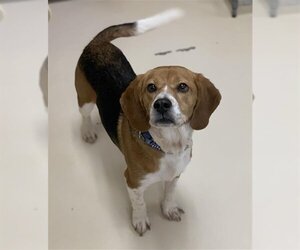 Beagle Dogs for adoption in Center Township, PA, USA
