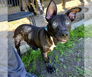 German Shepherd Dog-Siberian Husky Mix Dogs for adoption in Long Beach, CA, USA
