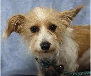 Mutt Dogs for adoption in Thief River Falls, MN, USA