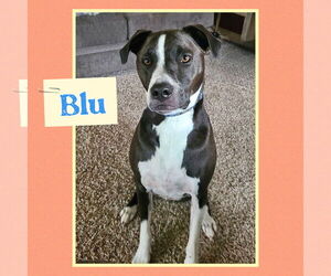 American Pit Bull Terrier-Unknown Mix Dogs for adoption in Williamsburg, IA, USA