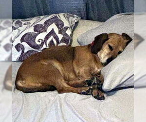 Basset Hound-Unknown Mix Dogs for adoption in Deepwater, NJ, USA