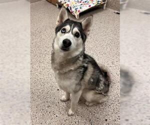 Siberian Husky Dogs for adoption in Brighton, CO, USA