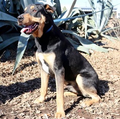 Labrottie Dogs for adoption in Von Ormy, TX, USA