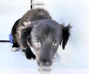 Chihuahua-Unknown Mix Dogs for adoption in Houston, TX, USA