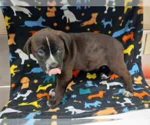 Mutt Dogs for adoption in HESPERIA, CA, USA