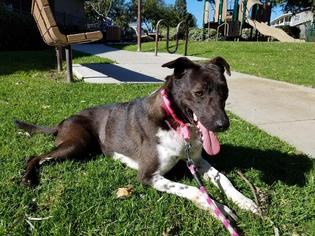 Pointer Dogs for adoption in Newport Beach, CA, USA