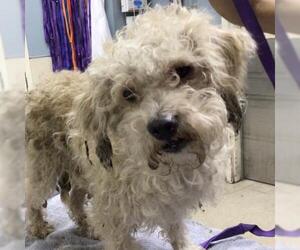 Mutt Dogs for adoption in Riverside, CA, USA