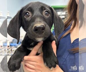 Labrador Retriever-Unknown Mix Dogs for adoption in Washington, DC, USA