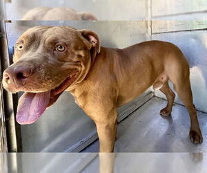 American Pit Bull Terrier-Unknown Mix Dogs for adoption in Waco, TX, USA