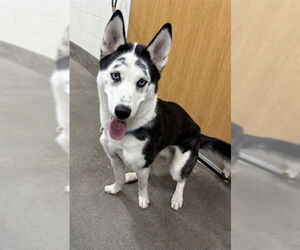 Siberian Husky Dogs for adoption in Forestville, MD, USA