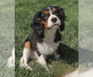 Cavalier King Charles Spaniel Dogs for adoption in Sioux Falls, SD, USA