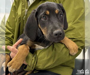 Coonhound-Retriever  Mix Dogs for adoption in Washington, DC, USA