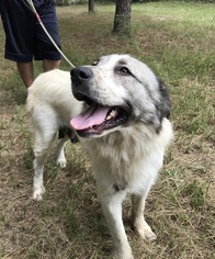 Border Collie-Great Pyrenees Mix Dogs for adoption in Jefferson, TX, USA