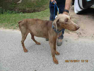 Doberman Pinscher Dogs for adoption in Conroe, TX, USA