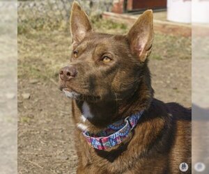 American Pit Bull Terrier-Siberian Husky Mix Dogs for adoption in Ann Arbor, MI, USA