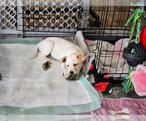 Mutt Dogs for adoption in Williamsburg, NM, USA