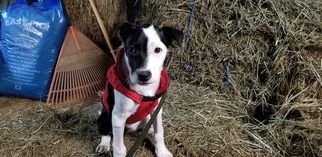 Mutt Dogs for adoption in Reedsport, OR, USA