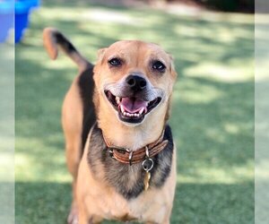 Puggle Dogs for adoption in Beverly Hills, CA, USA