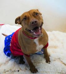American Pit Bull Terrier-Unknown Mix Dogs for adoption in Mission, KS, USA