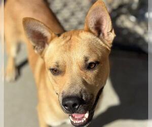 American Pit Bull Terrier-Unknown Mix Dogs for adoption in Tulsa, OK, USA