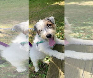 Parson Russell Terrier-Unknown Mix Dogs for adoption in Clarkston, MI, USA