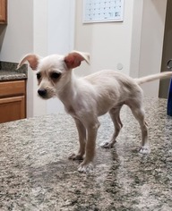 Wapoo Dogs for adoption in Phoenix , AZ, USA