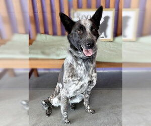 Border-Aussie Dogs for adoption in Genesee, WI, USA